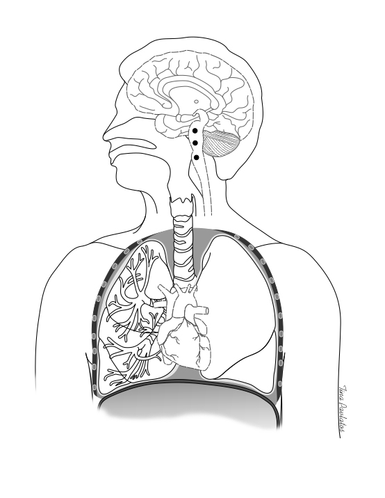 Respiratory System | Tina Pavlatos